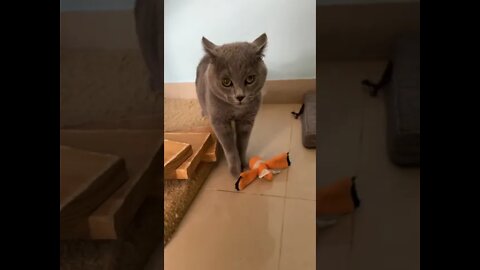#shorts Смешные Коты Из Тик Тока 76 Funny Cats From Tiktok