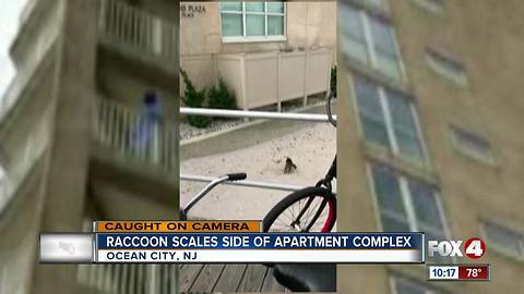 Raccoon scales side of building