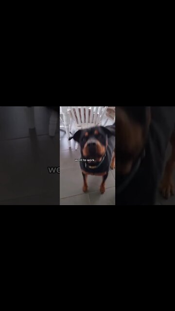 CEO of Sass is back she's fluffing mad!!! #Shorts #rottweiler #dogs