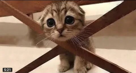 💗Cute And Funny Pets | Try Not To Laugh To These Pets Compilation #7💗 Cutest Lands