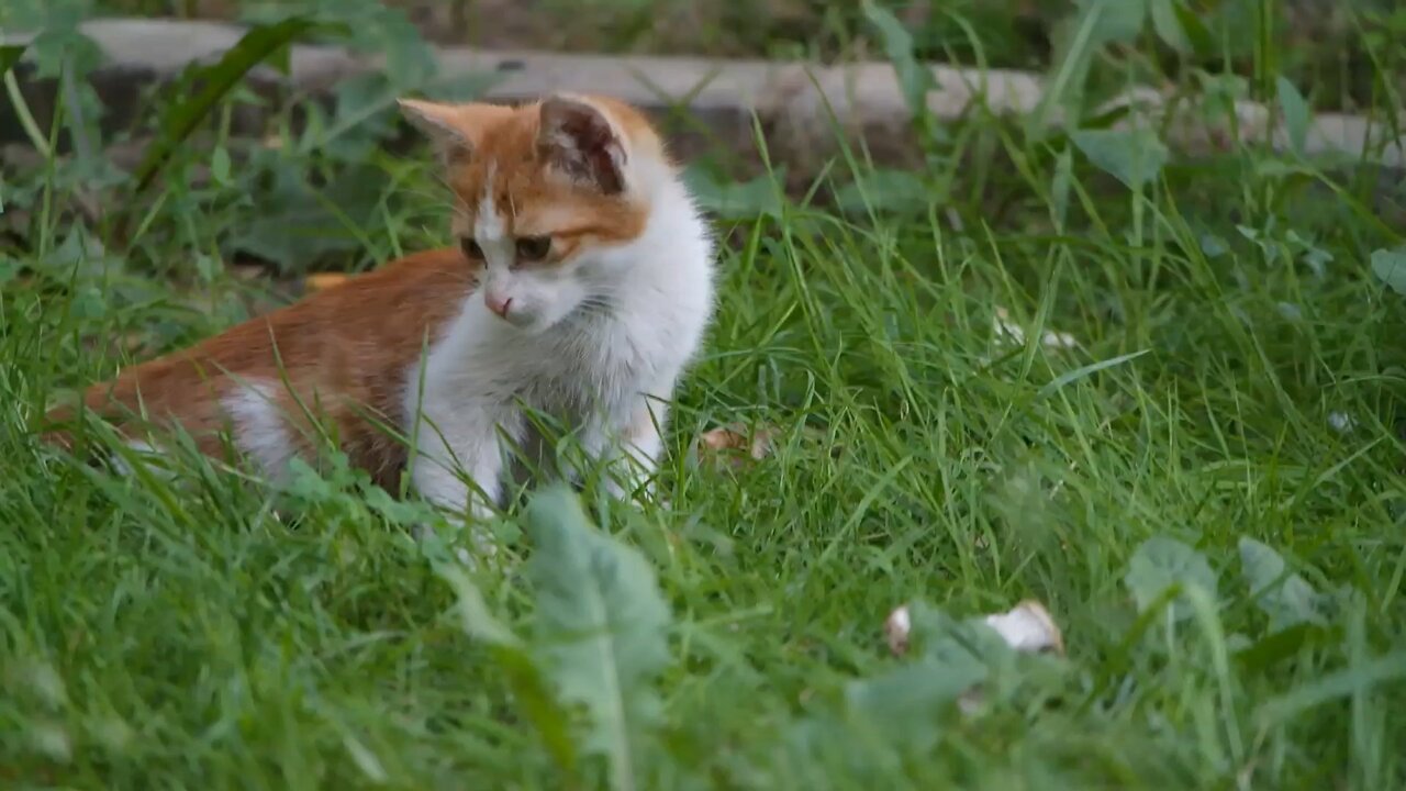 A Pet Kitten Resting And Trying To Catch Insect In The Grass