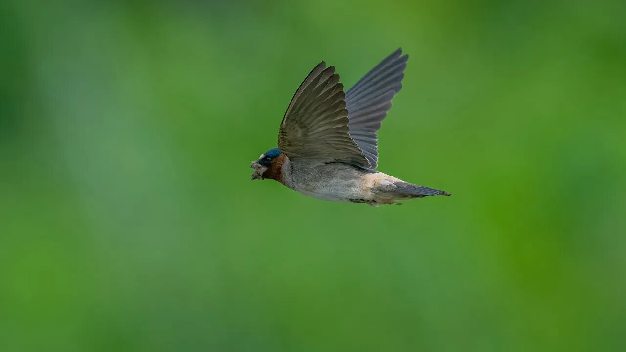 Cliff Swallow Nest Building, Sony A1/Sony Alpha1, 4k