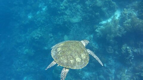 Beautiful Turtles Swim in the Sea