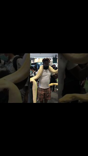 Giant Python On My Shoulder Looks At My Face