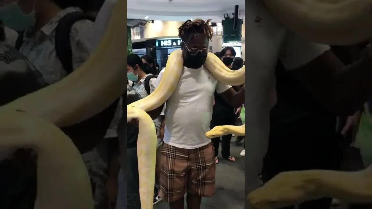 Giant Python On My Shoulder Looks At My Face