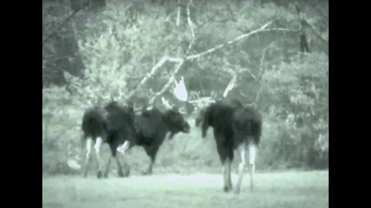 3 Giant Bull Moose Fight in our Backyard During the Rut (New Hampshire in 2001)