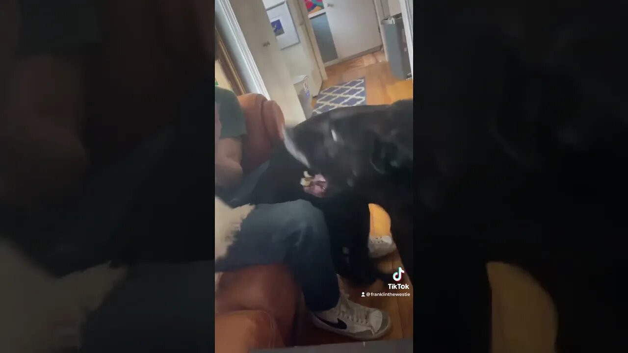 I want more attention than Frankie!!