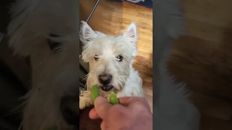 will dogs eat snap peas?