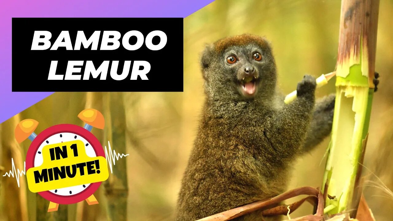 Bamboo Lemur - In 1 Minute! 🐒 One Of The Most Endangered Animals In The Wild | 1MinuteAnimals