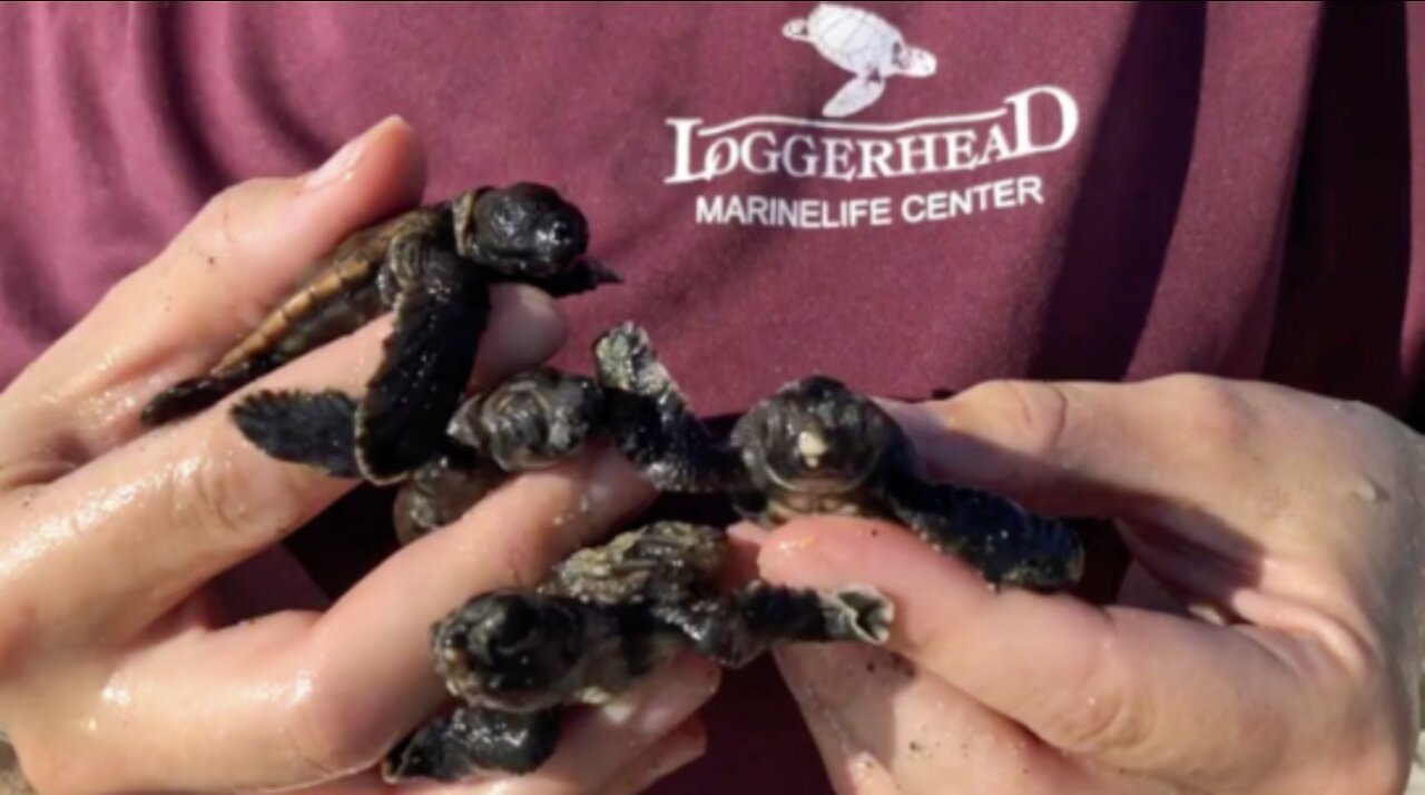 Loggerhead Marinelife Center breaks all-time sea turtle nest count record