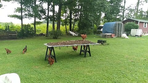 Free Range Chickens and Drying Rack don't mix well