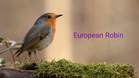 European Robin