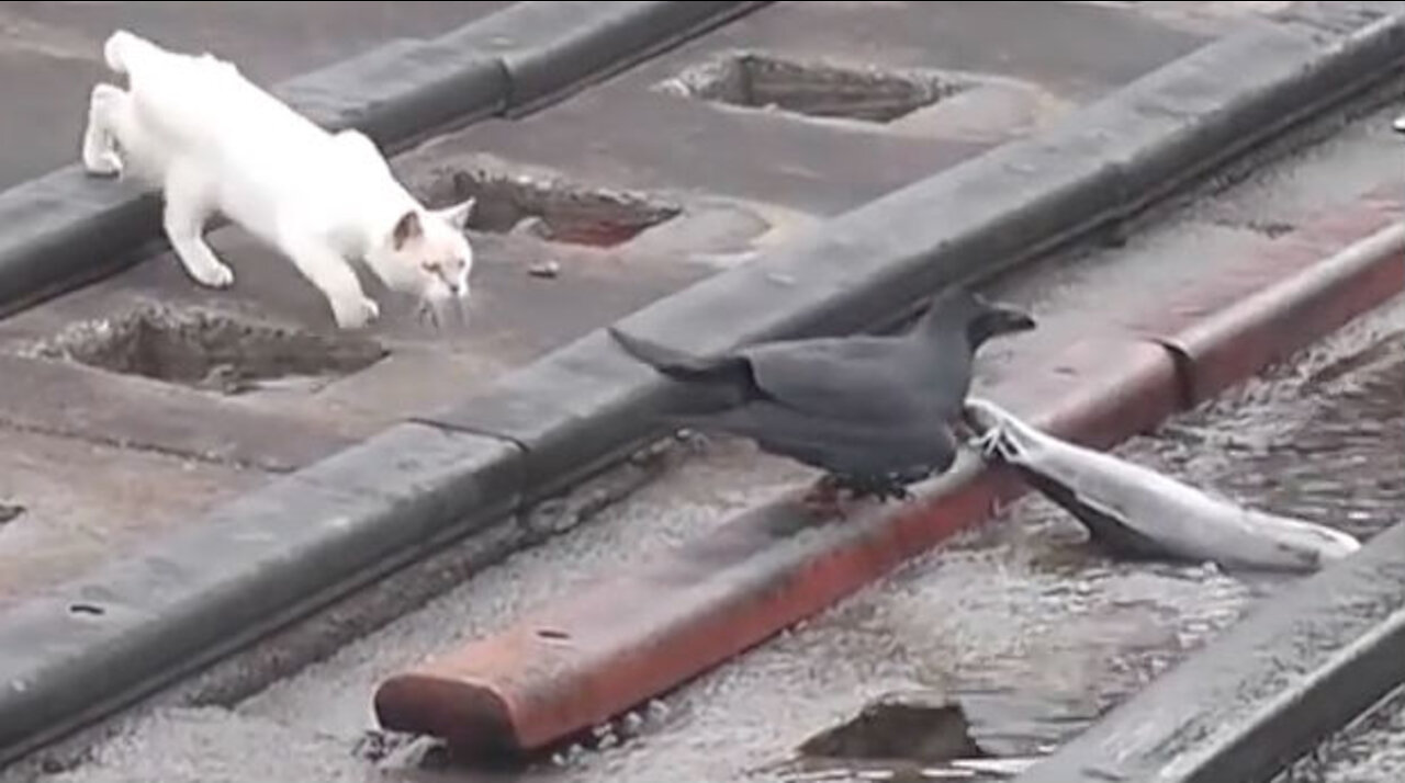 Clever Jungle Crow Takes Large Fish From Cat