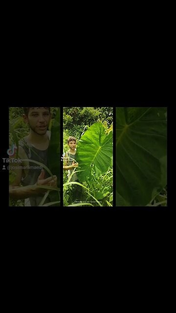 momentos no reino - colheita do taro