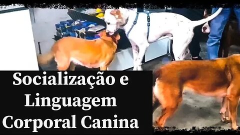 Socialização e Linguagem Corporal entre Cães