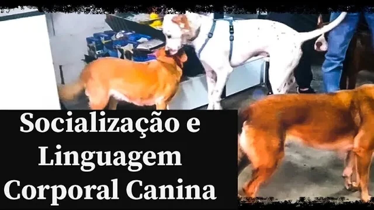 Socialização e Linguagem Corporal entre Cães