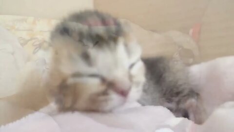 How kitten Kiki grows up: from 0-30 days