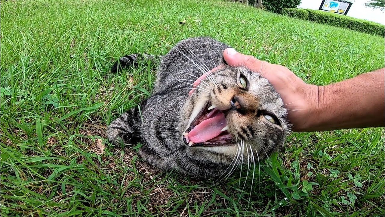 While I was petting the brown tabby cat looking at me from the lawn, "that" cat came up to me