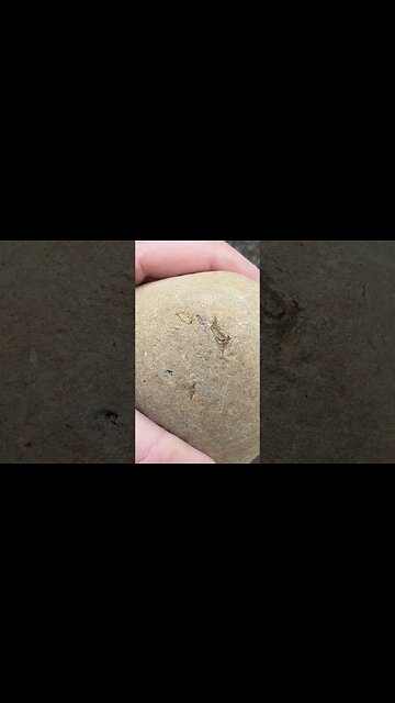How to find a fossil crab #fossils #crab #beach #treasure