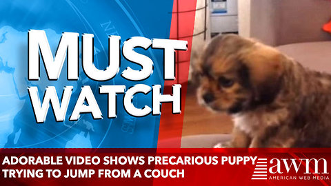 Adorable video shows precarious puppy trying to jump from a couch