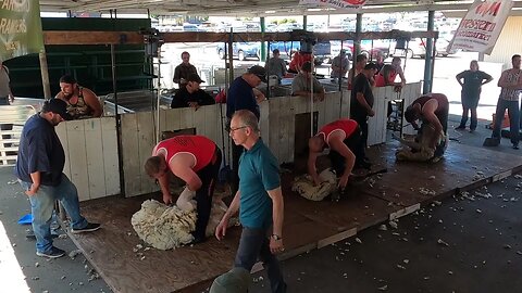 Semi-Final Rounds 1 Mike McWilliams Oregon Shearing Contest Pro Division