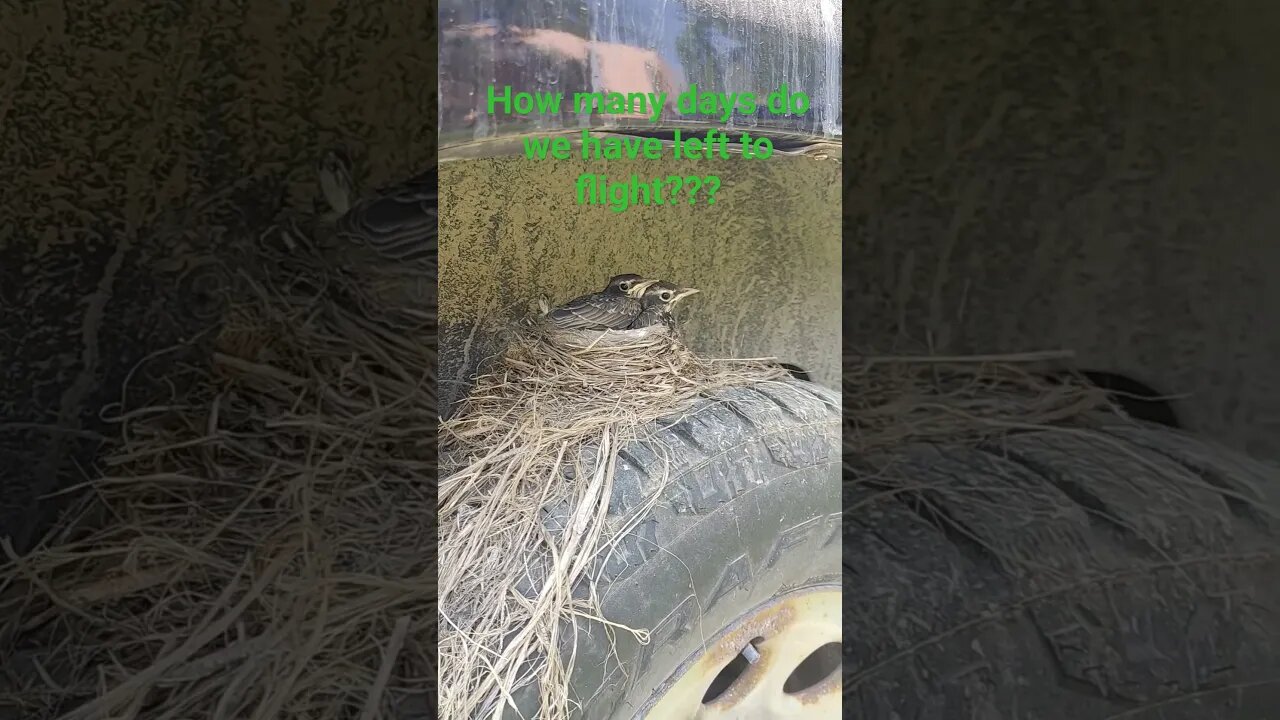 14 days after babybirds robins been born #babybird #nature. #farm