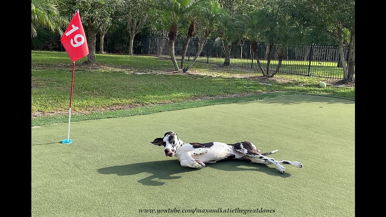 Funny Great Dane Loves To Roll Around On The Golf Green