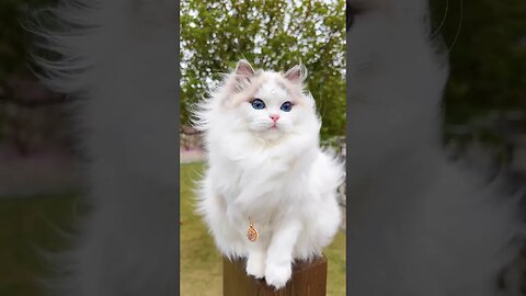 The Beauty of Cat☺☺ #shortsadoptme #subscribe #youtuber #shortscraft #shortsroblox #shortsclip