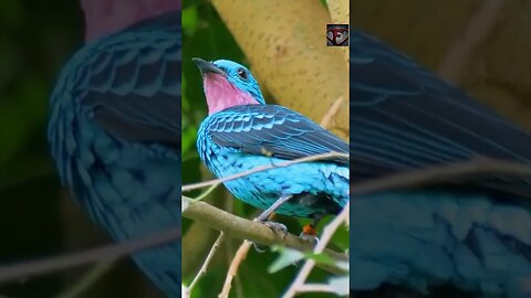 The Spangled Cotinga Facts #shorts #amazingfacts #animals #birds