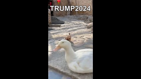 Trump 2024