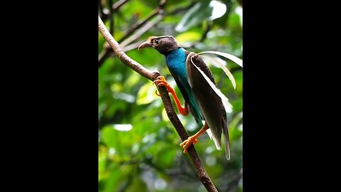 Beautiful birds paradise #