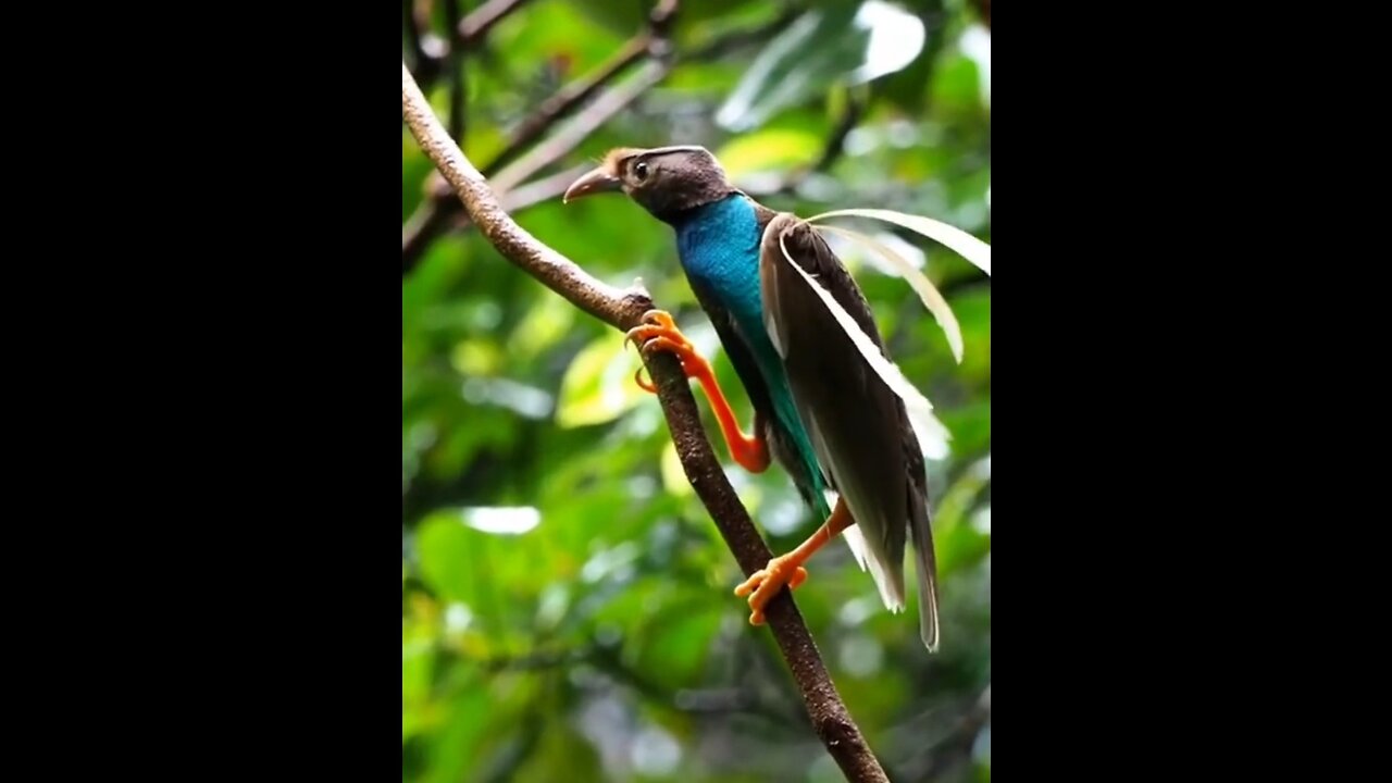 Beautiful birds paradise #