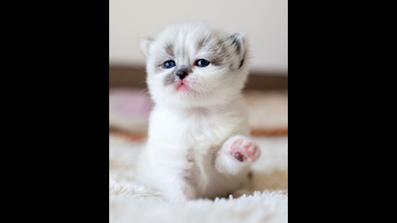 OMG So Cute ♥ Funny Cats and Dogs