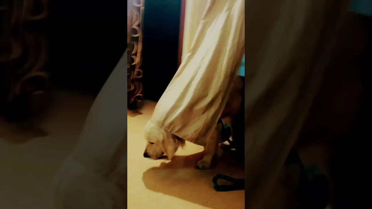 😂😂 #goldenretriever #ytshorts