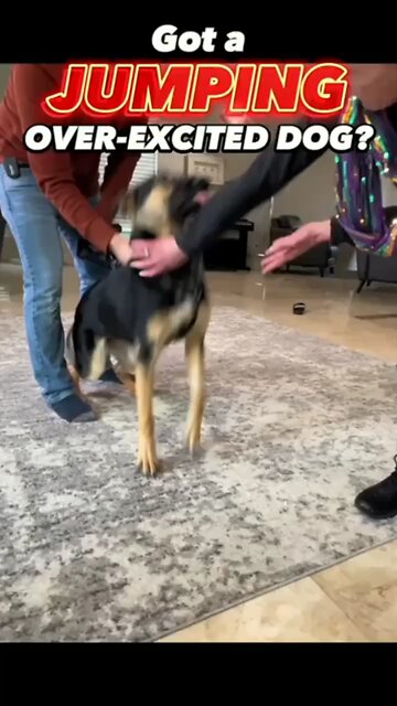 Got a Jumping, Over-Excited Dog? Let’s Make a Change Together! #dogtraining #dogtrainer #jumping