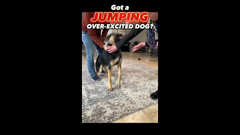 Got a Jumping, Over-Excited Dog? Let’s Make a Change Together! #dogtraining #dogtrainer #jumping