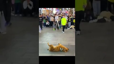 Underground battle between Bboy vs Golden Retriever