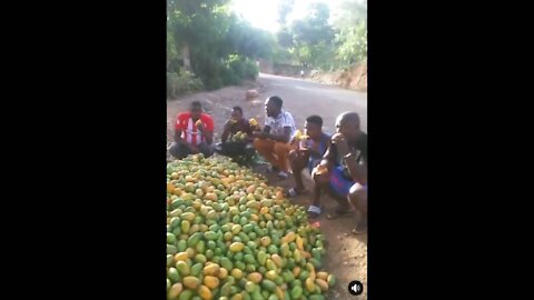 Nice video must watch mango competition