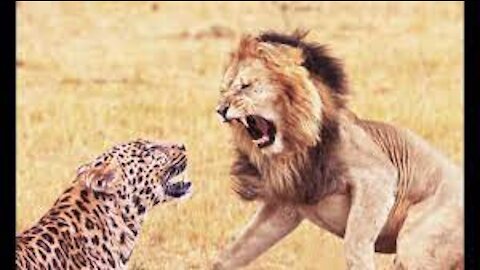 watch this hunger fight between a lion and a leopard on the tree