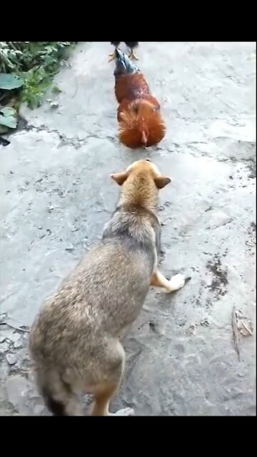 Chicken & Dog fight funz
