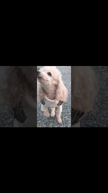 Remix Freddie and da #dougie #doggie #lol #freddie #seniordog #stillgo