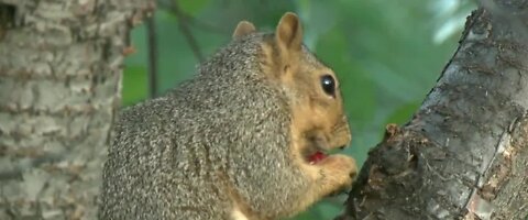 Bubonic plague very treatable if caught in time