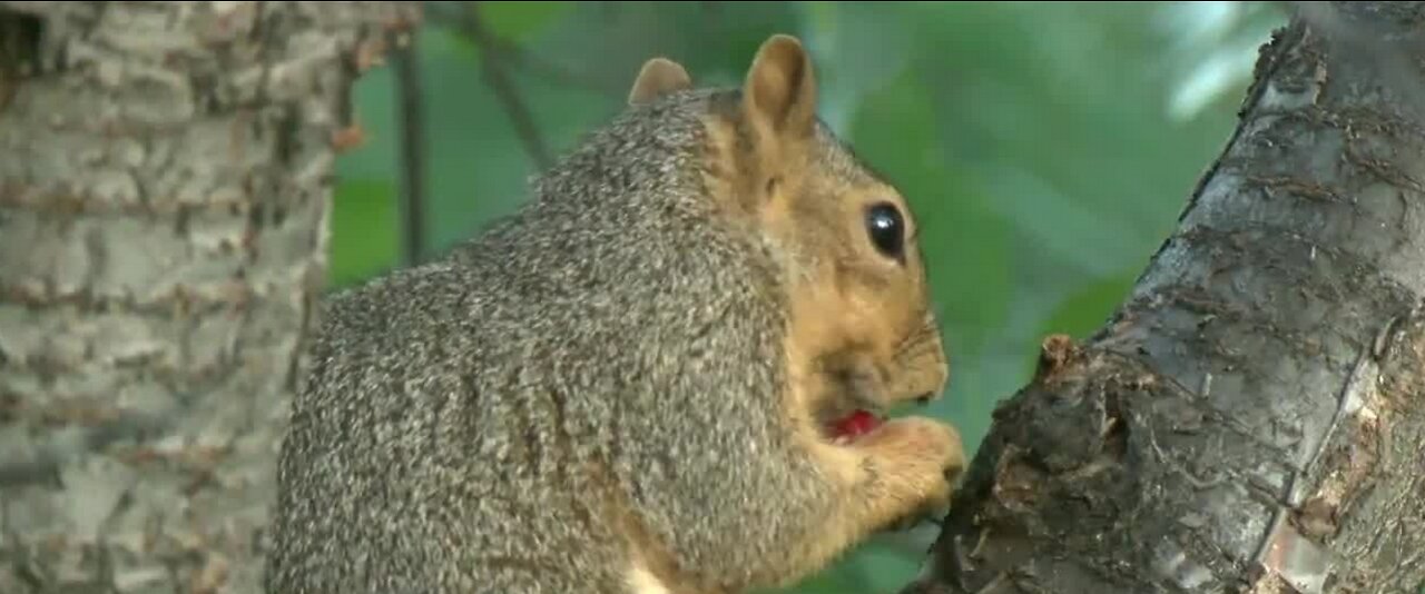 Bubonic plague very treatable if caught in time