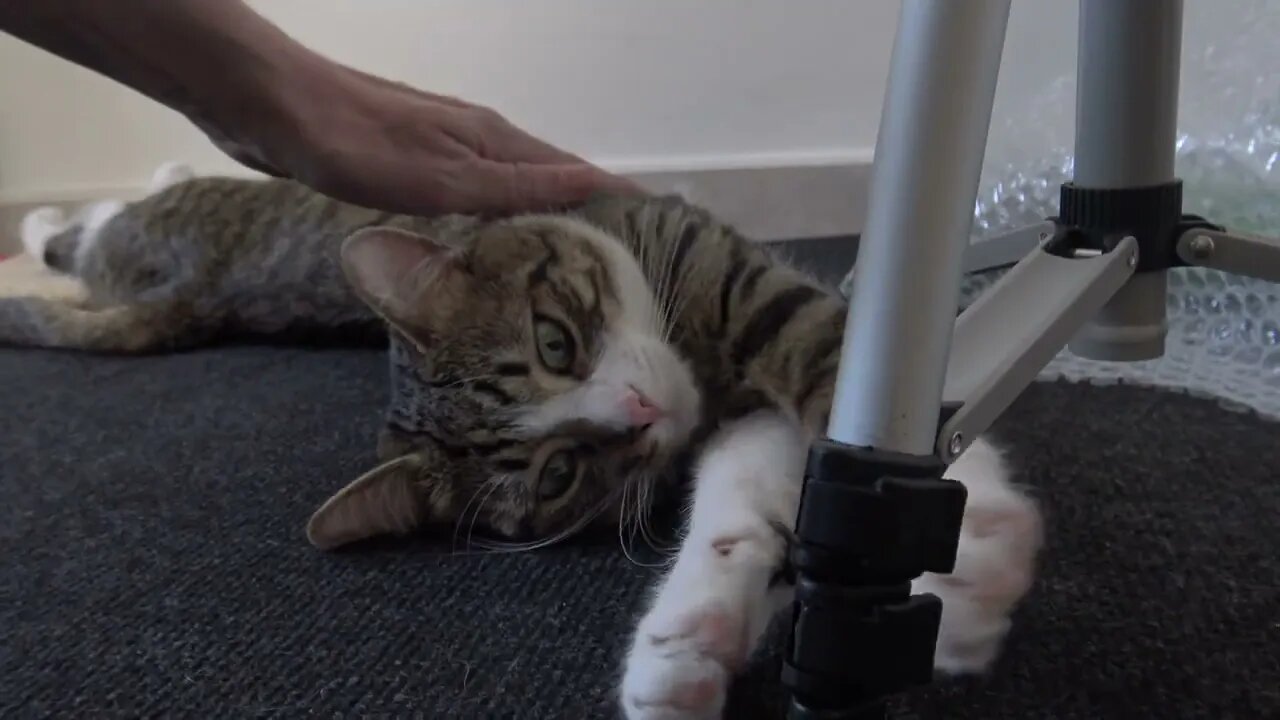 Cute Cat Stretches in the Morning