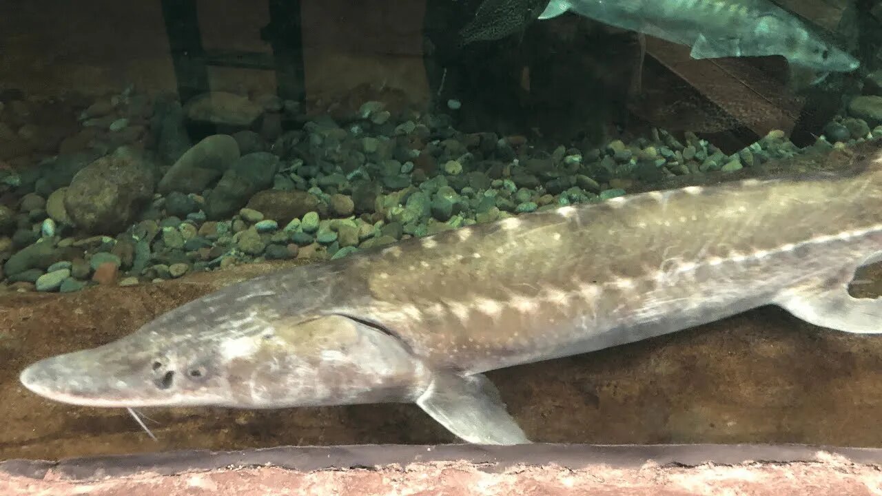 Unveiling the Secret Lives of Fish at the Zoo Aquarium