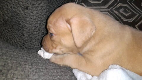 Boy 5 weeks old Blue nose puppy