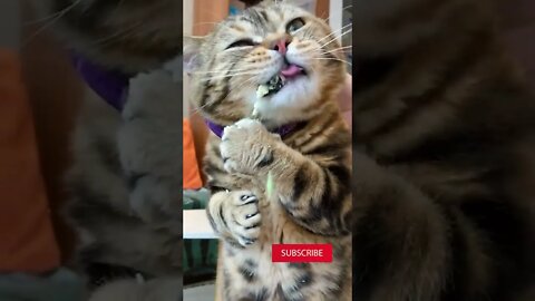 Give me some food - Funny Cat - Try not to laugh #shorts