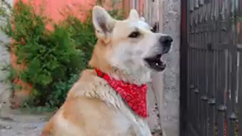 Funny Dogs and Cats videos 2024