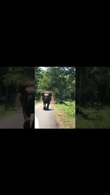 Cité animaux éléphants