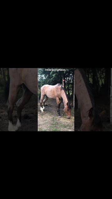 REAL CDN COWBOY: Dakota "Booger" looking better